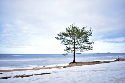 Tree by sea against sky