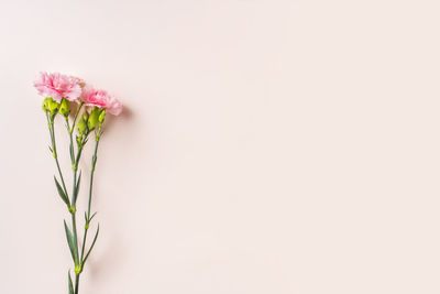 Close-up of pink flower vase against white background