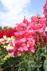 Close-up of pink flowers blooming outdoors