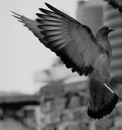 Close-up of eagle flying against sky