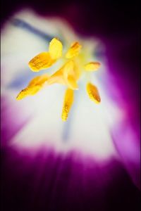 Close-up of yellow flower