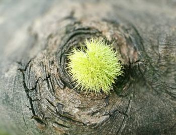 Close-up of green plant on wooden surface