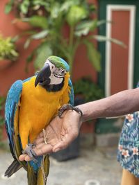 Close-up of a bird perching on hand