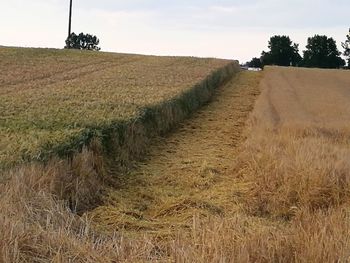 Scenic view of wheat field against sky