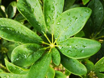 Close-up of wet plant leaves during rainy season