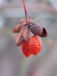 Close-up of fruits hanging on tree