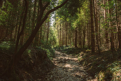 Trees growing in forest