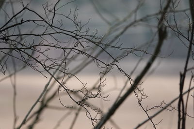 Close-up of bare tree against sky