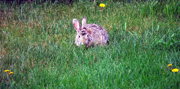 High angle view of an animal on field