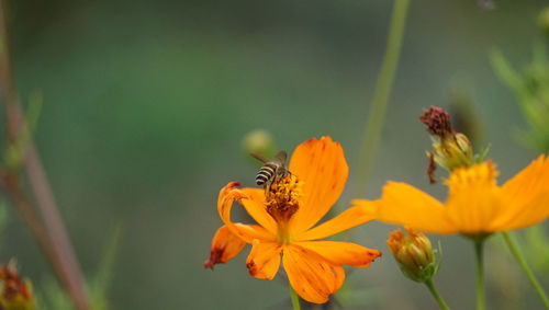 Close-up of bee pollinating on flower