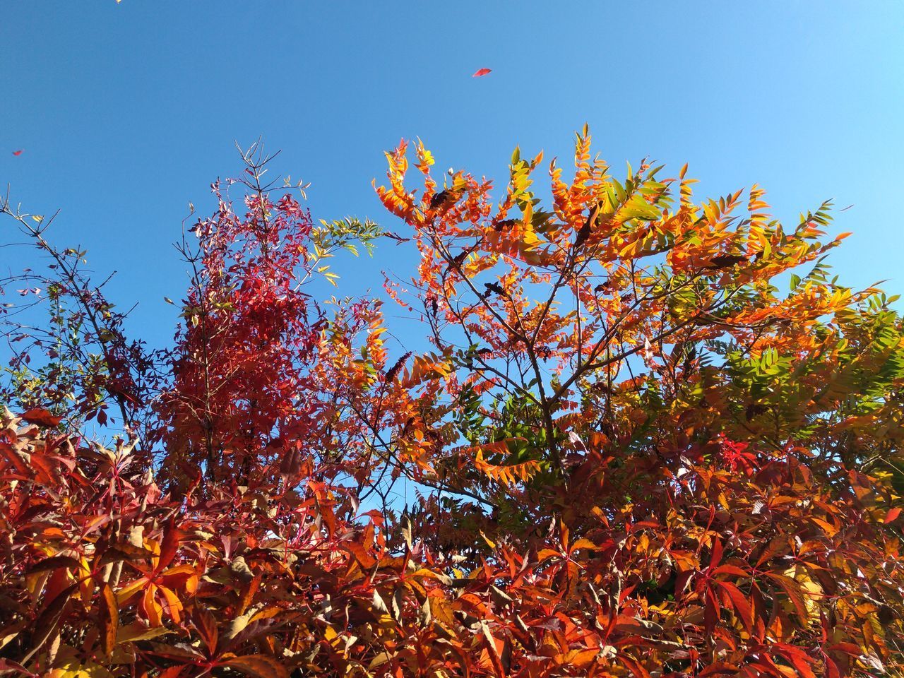 LOW ANGLE VIEW OF AUTUMN TREES AGAINST BLUE SKY