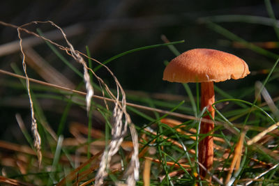 Close-up of mushroom growing on field