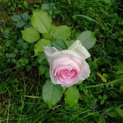 Close-up of rose bud on field
