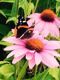 Close-up of butterfly perching on pink flower