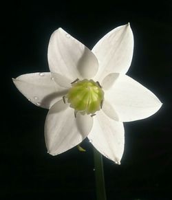 Close-up of frangipani blooming against black background