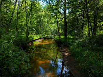 Reflection of trees in water