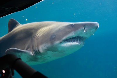Close-up of shark swimming in sea