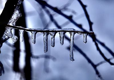 Close-up of icicles on twig