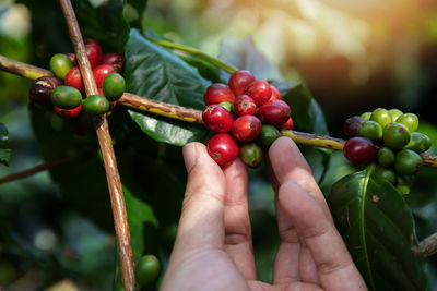 Close-up of hand holding berries