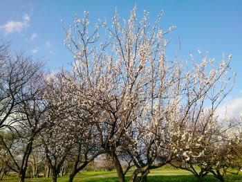 Low angle view of cherry blossoms against sky