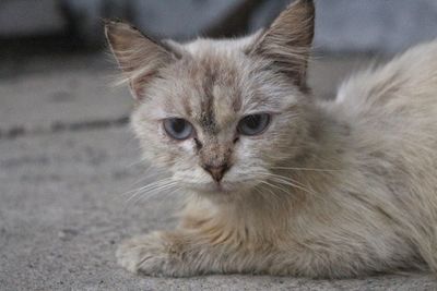 Close-up portrait of cat relaxing on floor