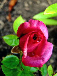 Close-up of fresh pink flower blooming outdoors