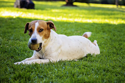 Portrait of dog relaxing on grass