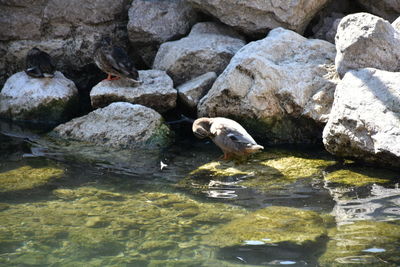 Ducks on rock in water