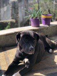 Portrait of dog sitting on potted plant