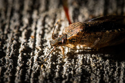 Close-up of insect