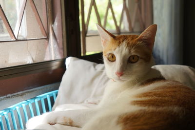 Close-up of cat relaxing on bed at home