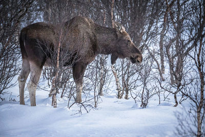 View of an animal on snow covered land