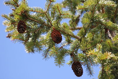 Low angle view of pine cones on tree against sky