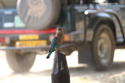 Close-up of bird perching on a car