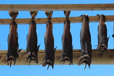 Low angle view of fish hanging against blue sky