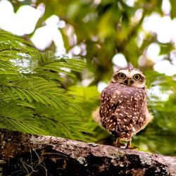 Close-up of bird perching on tree trunk