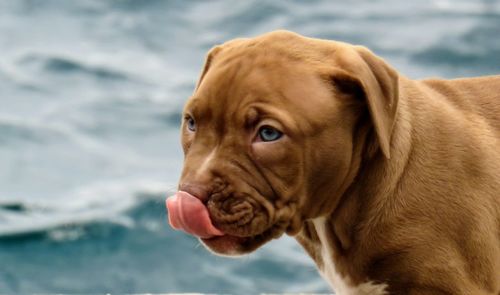 Close-up of dog in water