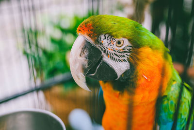 Close-up of parrot