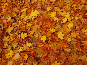 Full frame shot of autumn leaves fallen on land