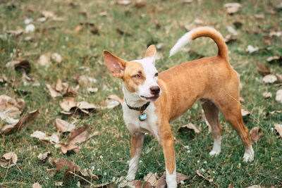 Dog standing on grass