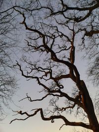 Low angle view of bare trees against sky