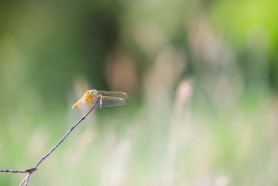 Close-up of insect on plant