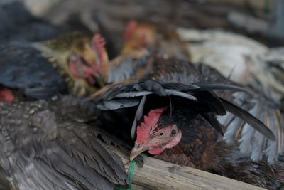 Close-up of birds