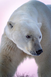 Close-up of polar bear moving head right