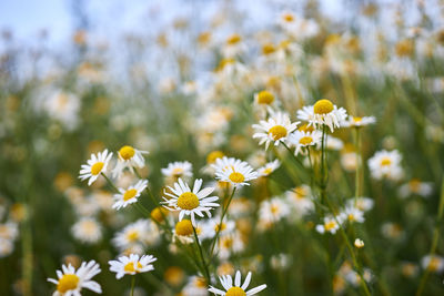 Close-up of yellow daisy flowers on field