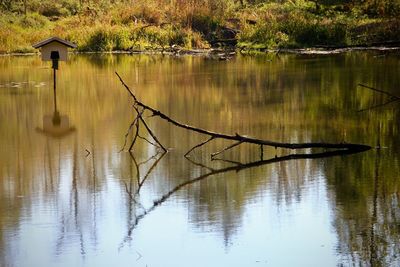 Scenic view of lake in forest