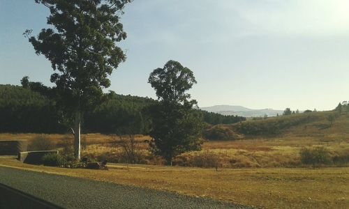 Trees on landscape against sky