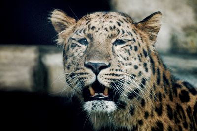 Close-up portrait of leopard