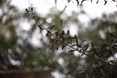 Close-up of flowering plant against tree