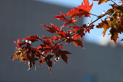 Close-up of red maple leaves on tree